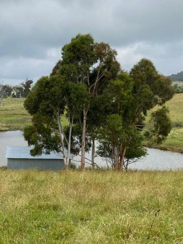 Somerton Barn: Alpacas, Cattle & Amazing Views