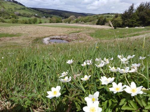 Peaceful Hideaway At Pen Y Banc Smallholding