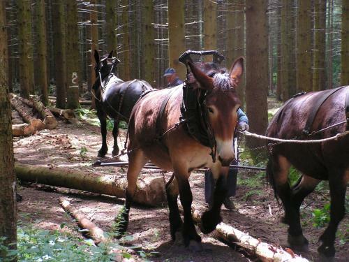 Gites-clairiere-ardenne