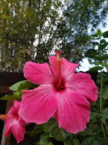 Apartamento Best Location Hawaiian Charm W/modern Amenities
