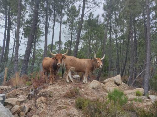 Apartamento Casa Do Vale - Casa Termal - Ger�s/xures