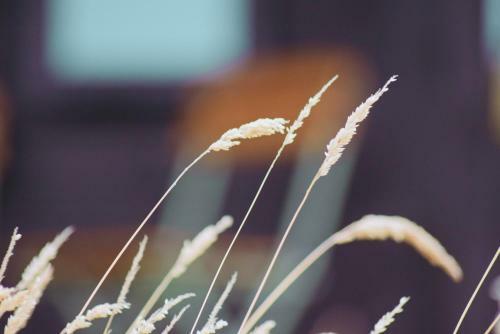 Poppy Wooden Glamping Pod