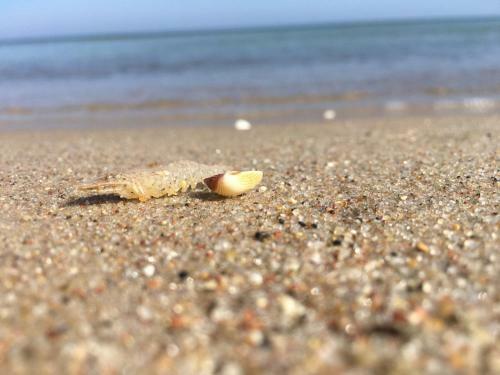 Apartamento Ferienwohnung Fische