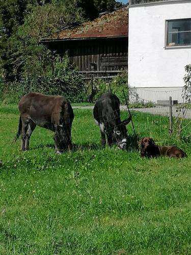 Apartamento Naturhof Selbertinger