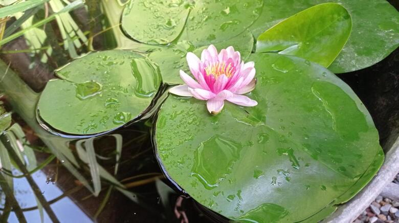 Apartamento Garden Duplex