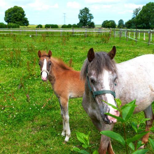 G�te Et Relais Equestre De Marie