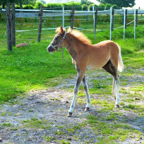 G�te Et Relais Equestre De Marie