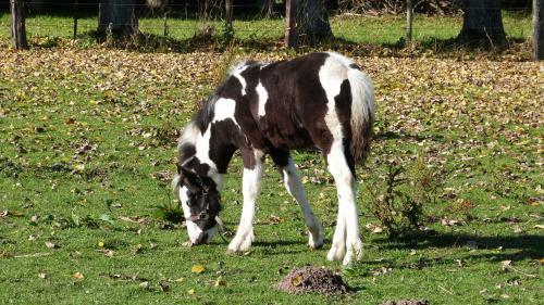 G�te Et Relais Equestre De Marie