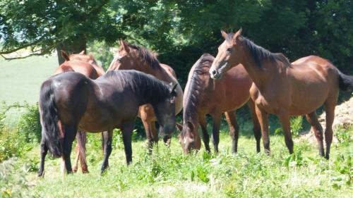 G�te Et Relais Equestre De Marie