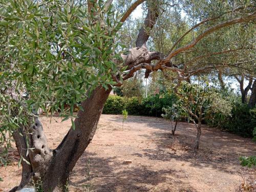 Apartamento La Casetta Tra Gli Ulivi