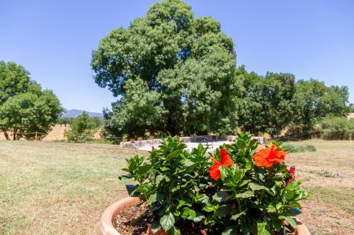 Apartamento Rosa Rossa Nel Cuore Della Toscana