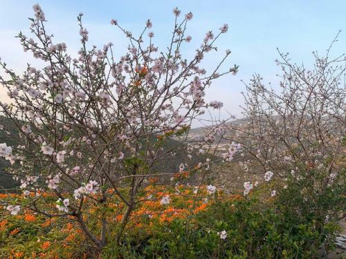 Apartamento Cortijo Grande Studio