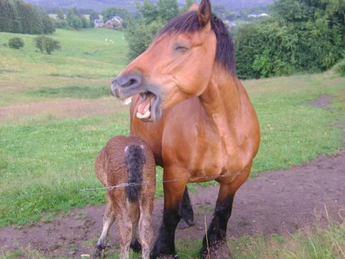 Holiday Home A Pas De Loup
