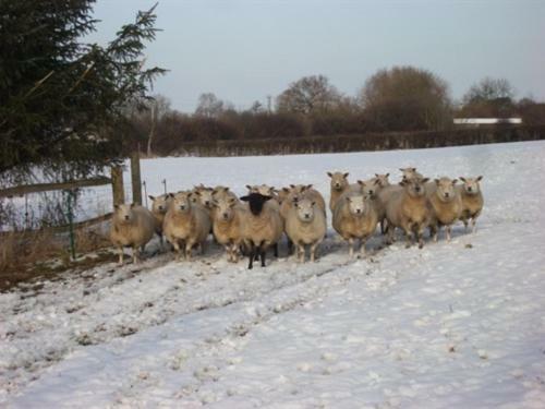 Bed & Breakfast Glebe House Muston