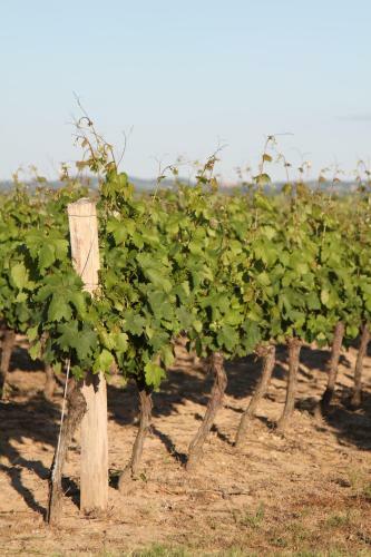 Bed & Breakfast Ch�teau De Mayragues