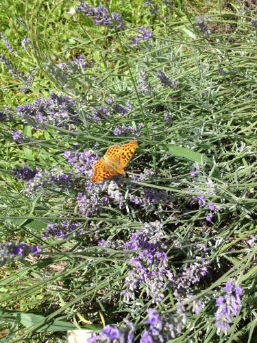 Bed & Breakfast Domaine De La Dame De Lauri�re