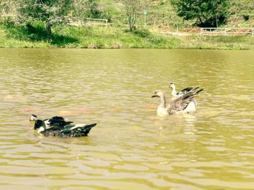 Aparthotel Los Lagos De Jas�