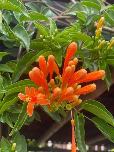 Finca Tur�stica La Casa Que Canta