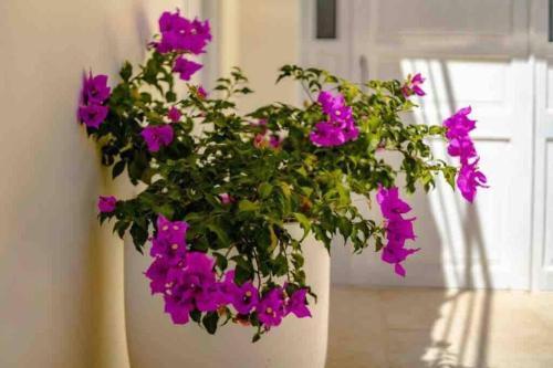 Private House-swimming Pool - Old Santa Marta