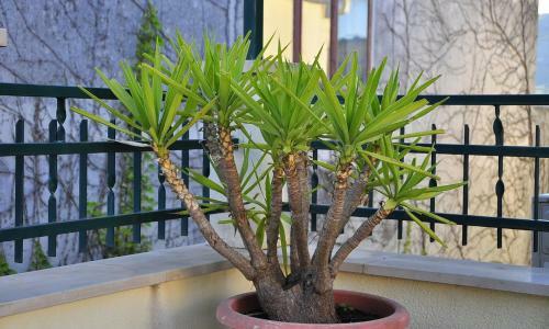 Hostal Guest House Bakica