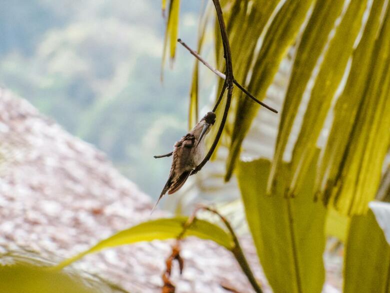 Hotel Gavia - Rio Y Mar