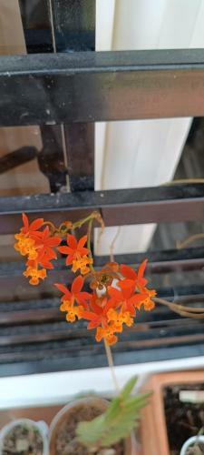 Casa Pancha Mariquita