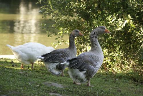 Caravaning Les Tourterelles