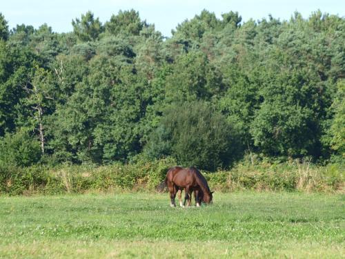 Bed & Breakfast Au Parc Aux Li�vres