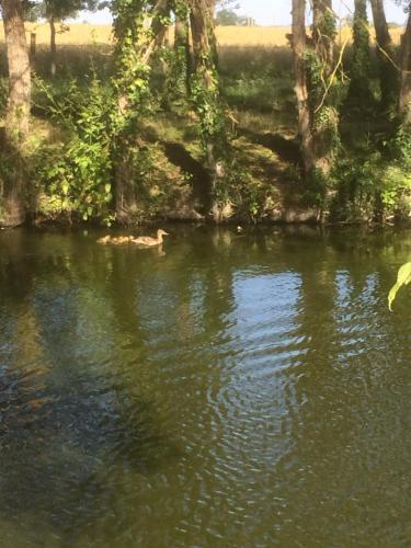 Bed & Breakfast Au Parc Aux Li�vres