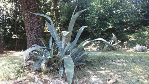 Apartments Green Garden