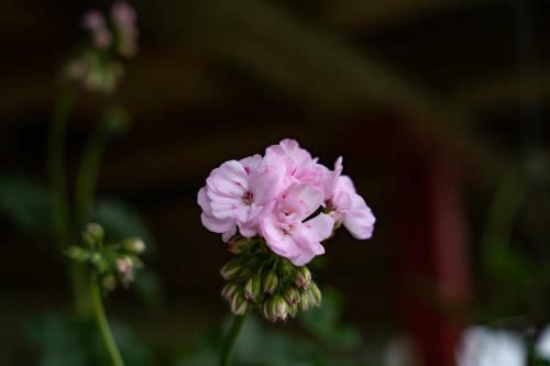 Posada Rancho Chihuahua