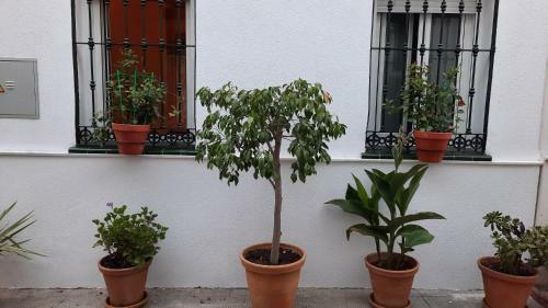 Apartamento Carmona&house