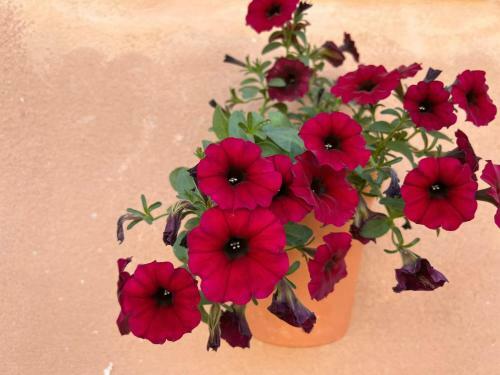 Apartamento Casa Cortijo Olivar
