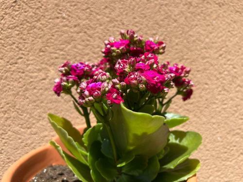 Apartamento Casa Cortijo Olivar