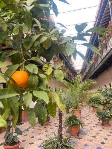 Apartament Alameda Center