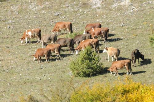 Agroturismo Bio Agriturismo Valle Scannese