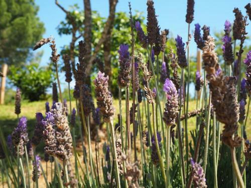 Agroturismo Masia Can Pitu