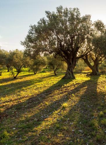 Agroturismo Villa Oliva