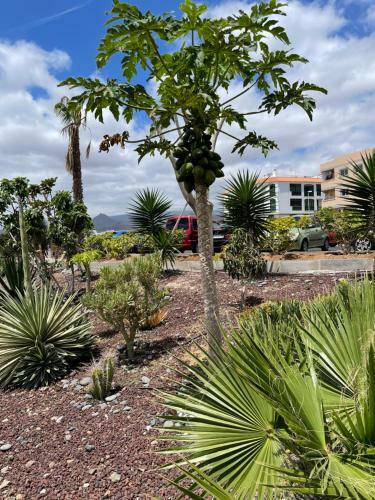 Apartamento Mona's Point Tenerife