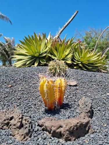 Apartamento Casa Ina In El Roque, El Cotillo