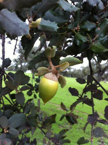 Cortijo Charcollana