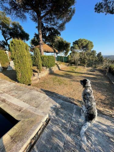 Villa Herlinda Costa Brava - With Swiming Pool