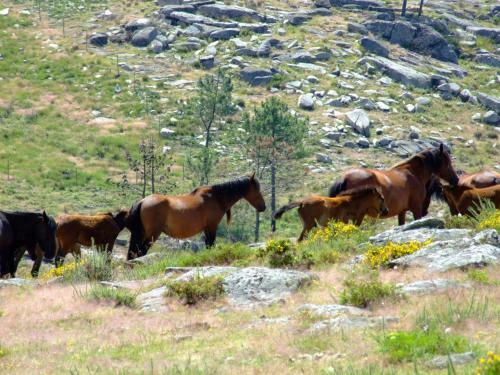 Boutique Hotel Solar Dos Anjos