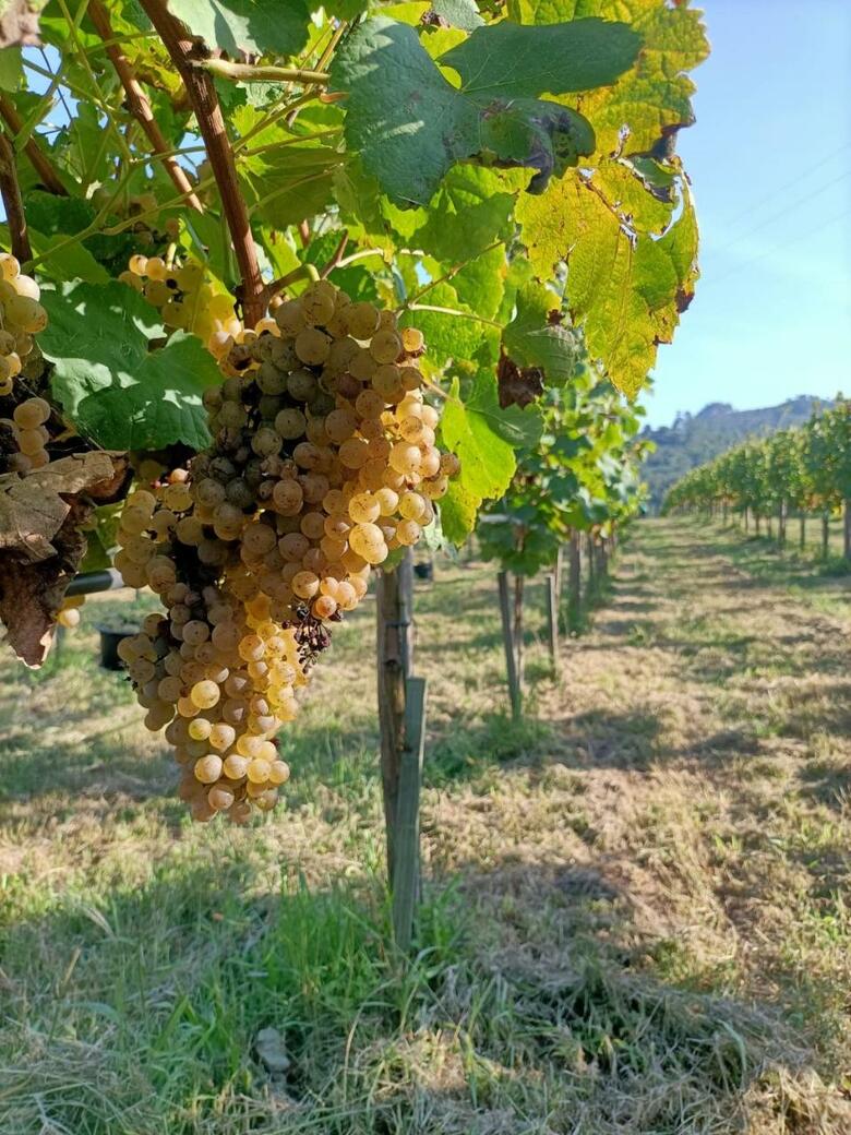 Agroturismo Quinta Do Outeiro 1598
