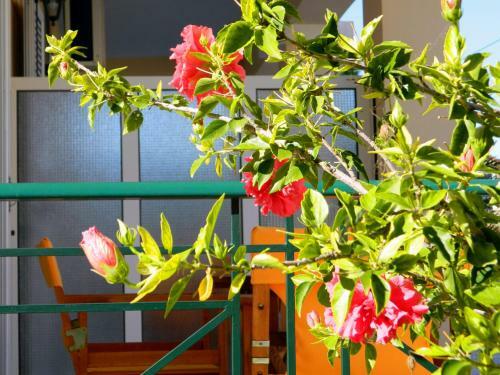 Apartamento Irene Studios Kefalonia