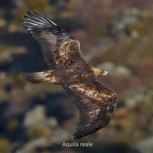 Bed & Breakfast Il Castello