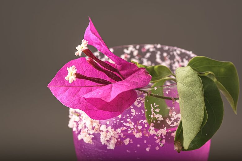 Hotel Layla Tulum - Adults Only