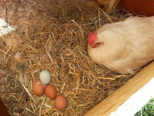 Agroturismo Pension Forsthof