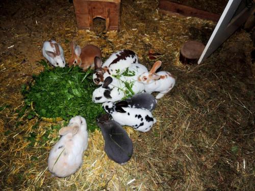 Agroturismo Pension Forsthof