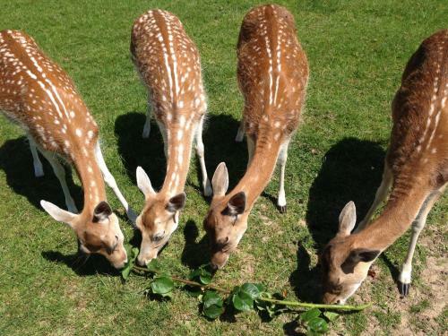 Bed & Breakfast Le Pr� Aux Daims